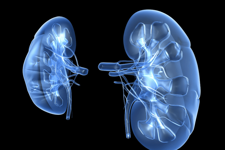 what does alcohol do to your kidneys